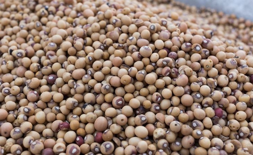 O feijão-bambara chamou a atenção de especialistas em alimentos sustentáveis, porque pode ser cultivado em solos pobres — Foto: Whaun/Visual Hunt