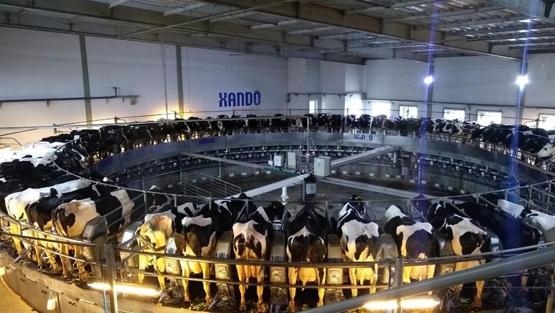 Produção própria de leite protege Xandô da variação dos preços do leite no mercado interno (Foto: Divulgação)