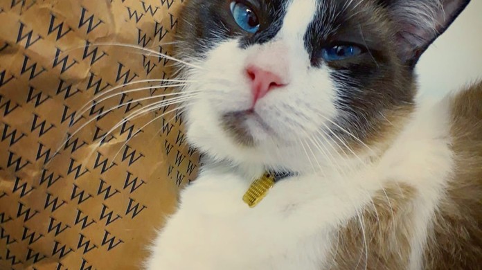 Anticoncepcionais Para Gatas Saiba Os Perigos Do Medicamento Nas Felinas E O Bicho G1 Quando alguém ama verdadeiramente, não existe distancia. anticoncepcionais para gatas saiba os