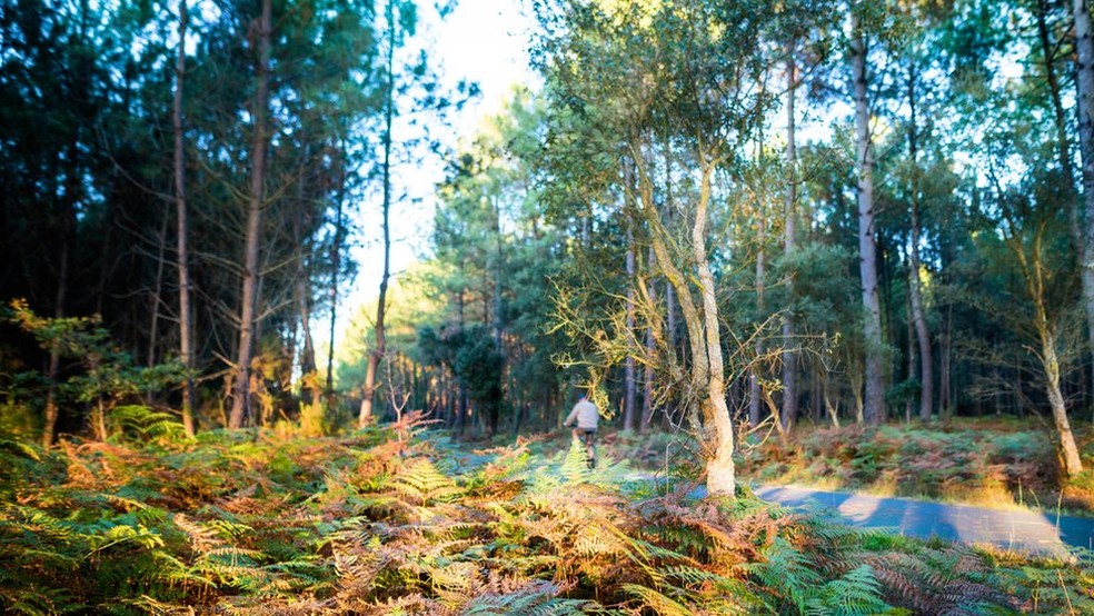 Landes é maior floresta já criada pelo homem na Europa ocidental — Foto: Getty Images/BBC