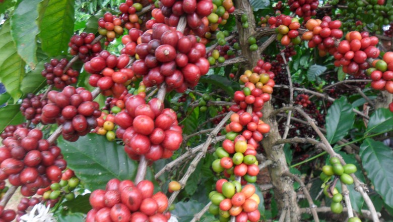 cafe-apui-agroflorestal (Foto: Idesam)
