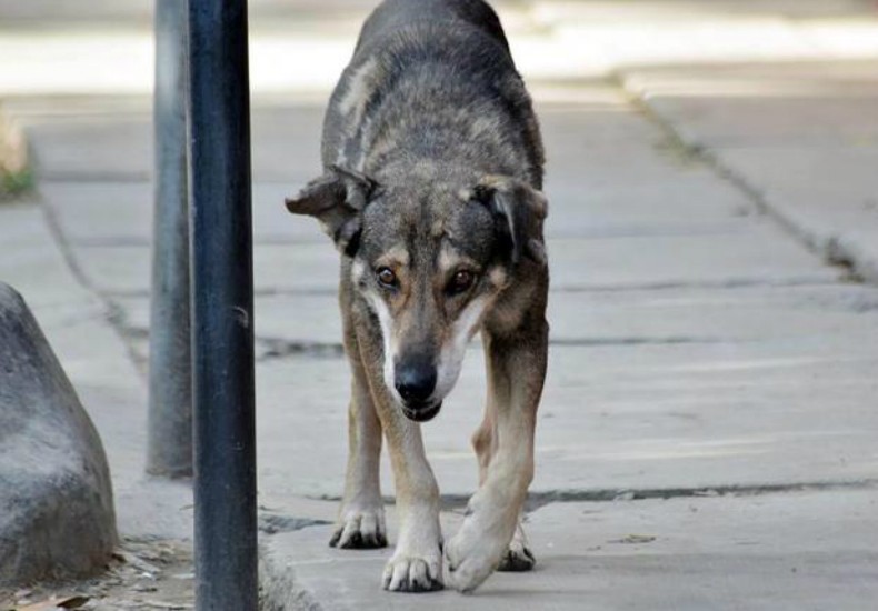 Cão visita todos os dias esquina onde dono morreu há cinco anos (Foto: Reprodução/La Opinión)