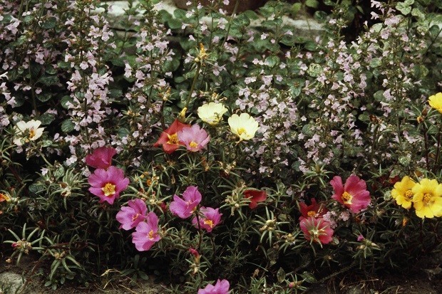 5 espécies para cultivar na primavera (Foto: Getty Images )