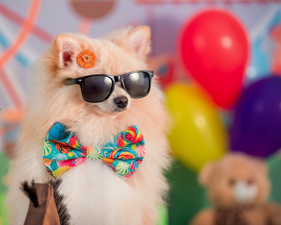 Photo essay was a gift for Children's Day for famous dog of Itapetininga (SP) - Photo: Personal Archive / Andressa Queiroz Vieira 