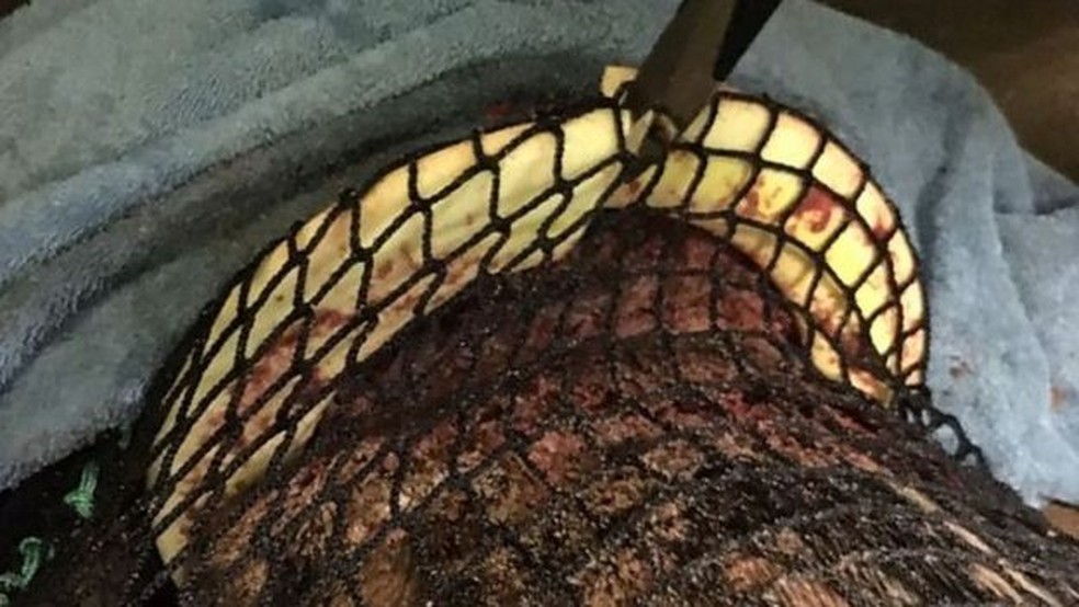O anel de plástico causou feridas profundas no animal (Foto: RSPCA)