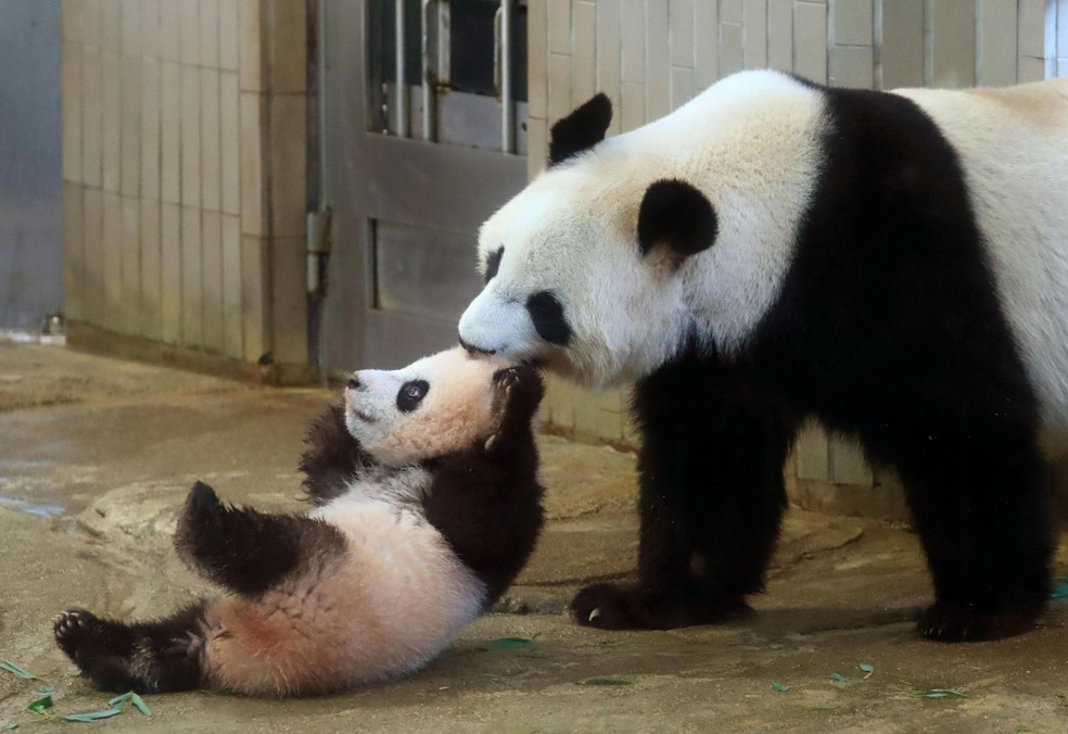 Por que a China empresta e aluga pandas a zoológicos ao redor do mundo |  Natureza | G1