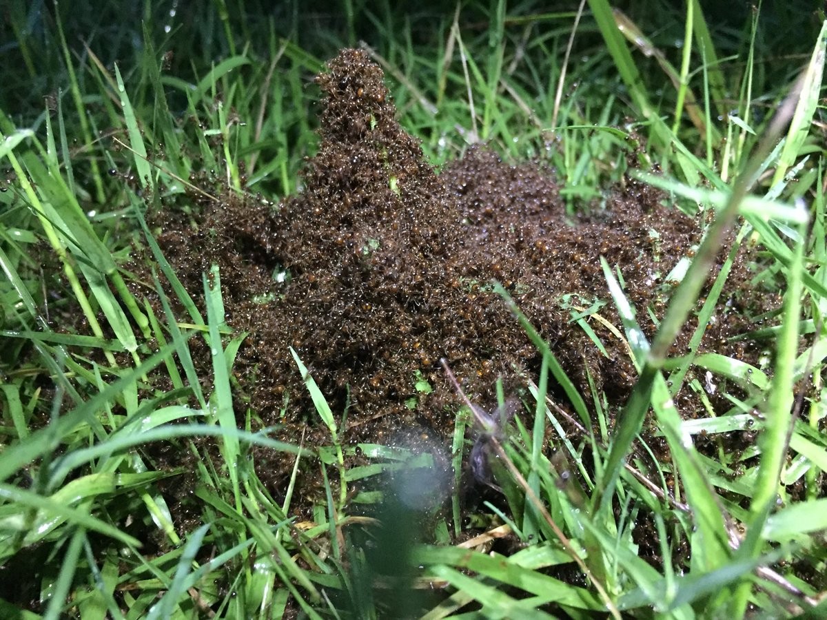 Balsa de formigas-de-fogo (Foto: Jacob Rodriguez/Twitter)