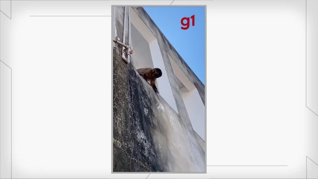 Macaco é flagrado com faca em centro comercial de Corrente, Sul do Piauí