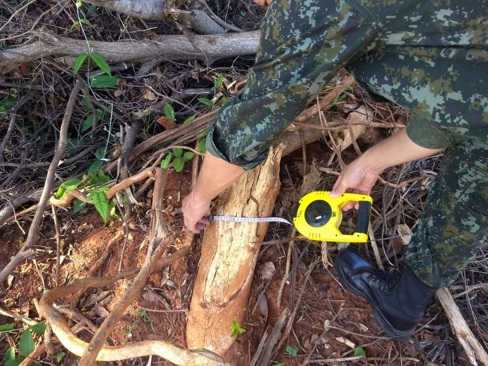 Homem foi autuado em R$ 2,4 mil por ter cortado árvores nativas — Foto: Polícia Ambiental