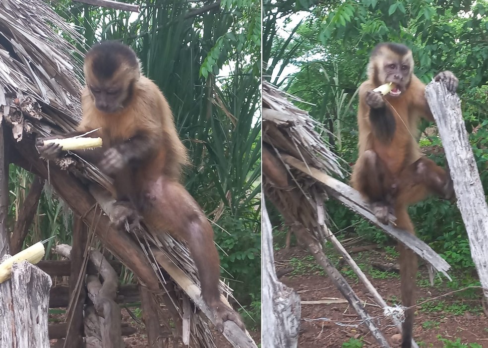 O retorno do macaco Chico? Animal é visto destelhando casas e ‘roubando’ biscoitos no Piauí — Foto: Reprodução