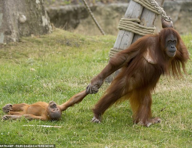Macaco faz birra depois da mãe interromper sua brincadeira (Foto: Koen Hartkamp)