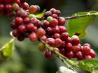 Clima da Serra da Mantiqueira é perfeito para o cultivo de orgânicos