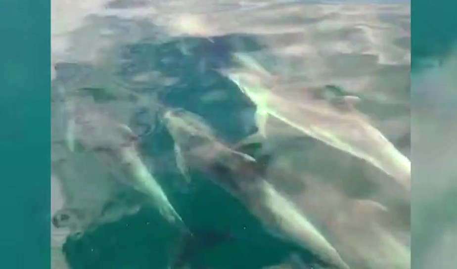 Grupo de golfinhos é avistado por turistas na Baía de Ilha Grande, em Angra dos Reis (RJ)