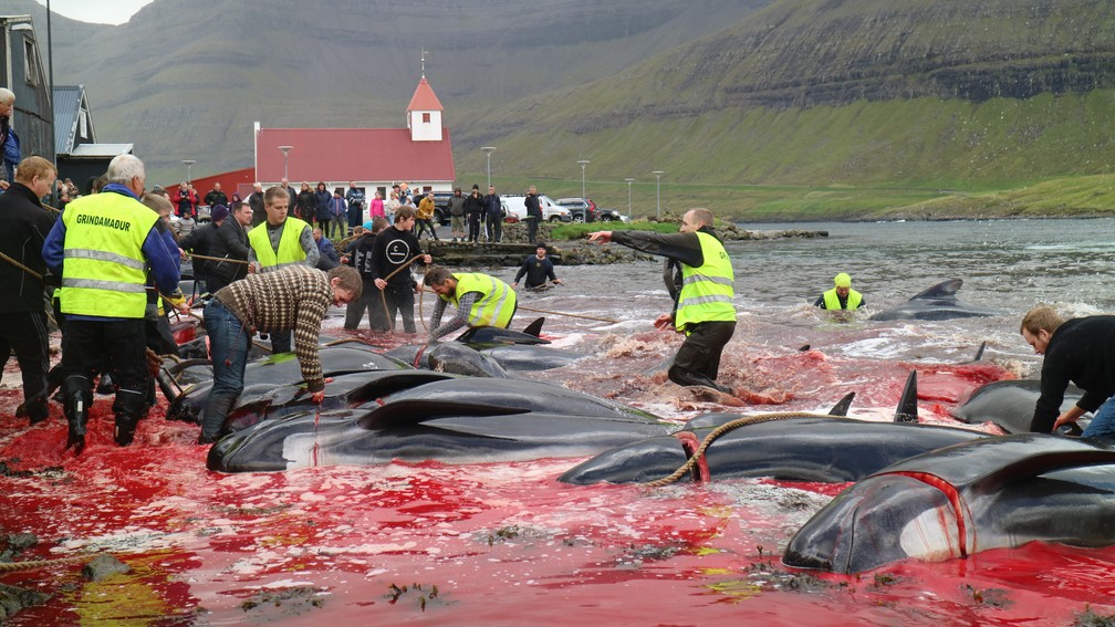Matança de baleias e golfinhos foi registrada em Ilhas Faroé, na Dinamarca (Foto: Sea Shepherd)
