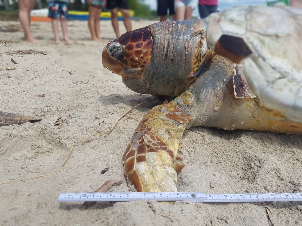 Tartaruga-cabeçuda encontrada morta na Praia da Armação em Penha — Foto: Univali - Unidade Penha/Divulgação