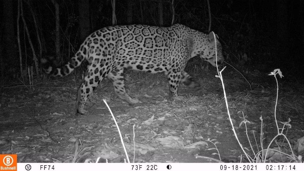 Estudo identificou sete onças-pintadas (Panthera onca) diferentes no Parque Estadual do Morro do Diabo — Foto: Fundação Florestal