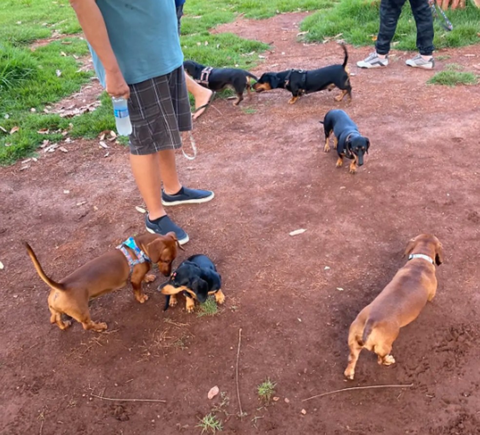 Durante os passeios, os cachorros interagem e os tutores trocam experiências sobre a raça — Foto: Arquivo pessoal