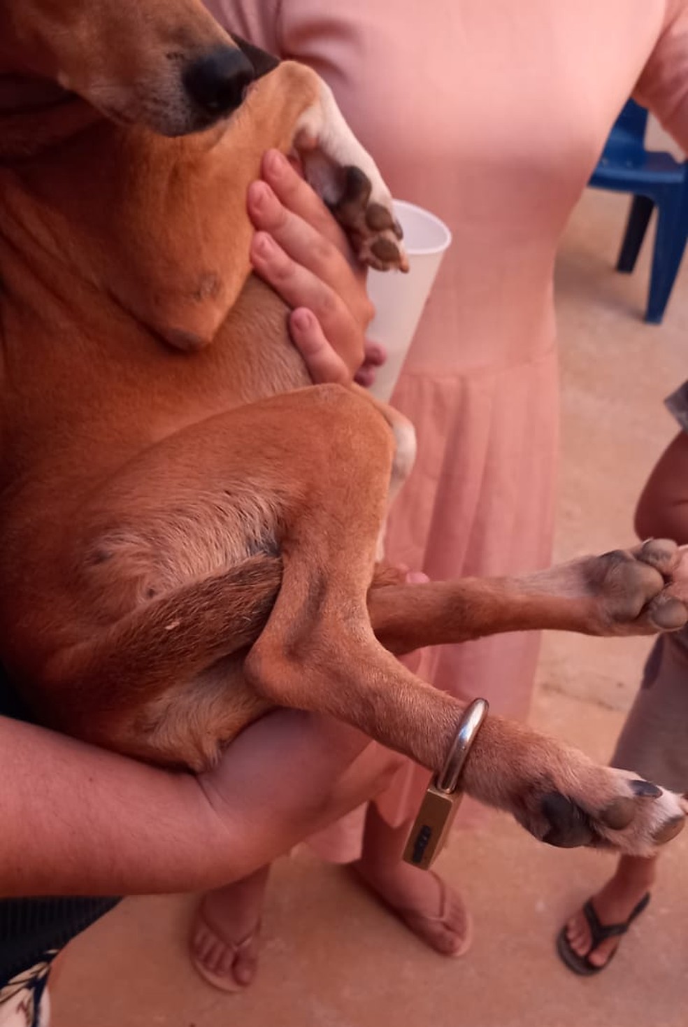 Cachorro estava com um cadeado na pata  — Foto: Corpo de Bombeiros