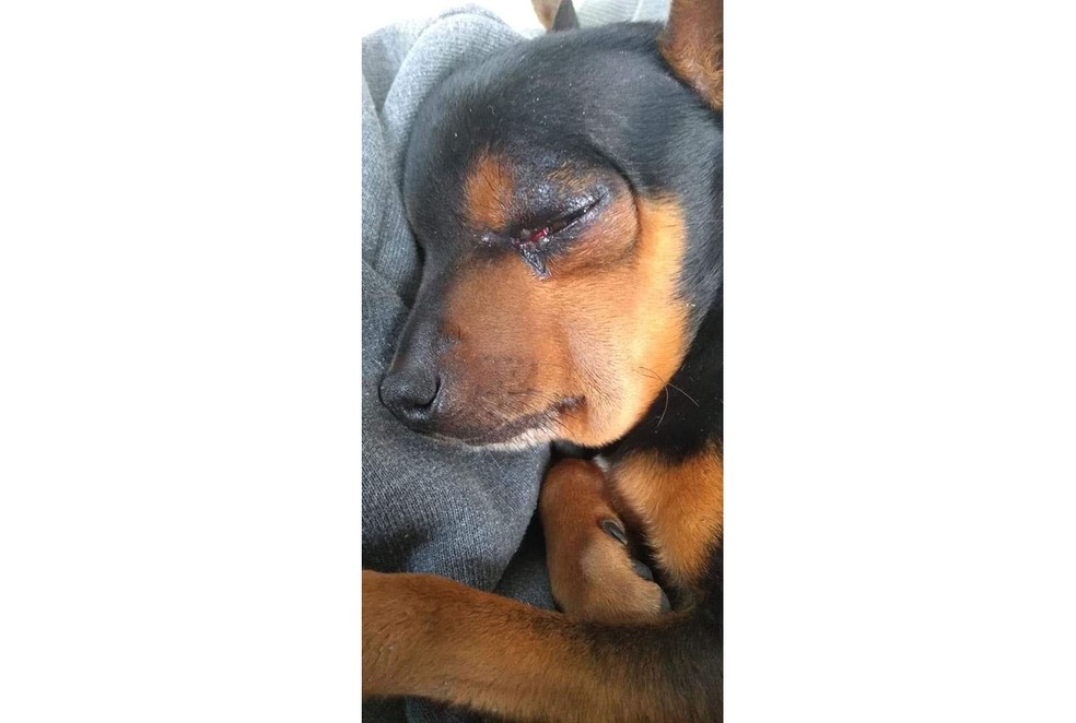 O cachorro foi atendido por um veterinário, tomou soro antiofídico e está fora de perigo. — Foto: Prefeitura de Cidreira/Divulgação