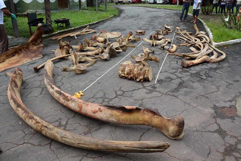 Ossada De Baleia Jubarte Achada Em Praia De Rio No Ap Precisa De R 90 Mil Para Ser Exposta Amazonia G1