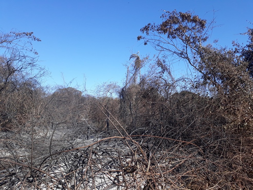 Polícia Ambiental aplica multas no Oeste Paulista devido ao uso de fogo — Foto: Polícia Ambiental 