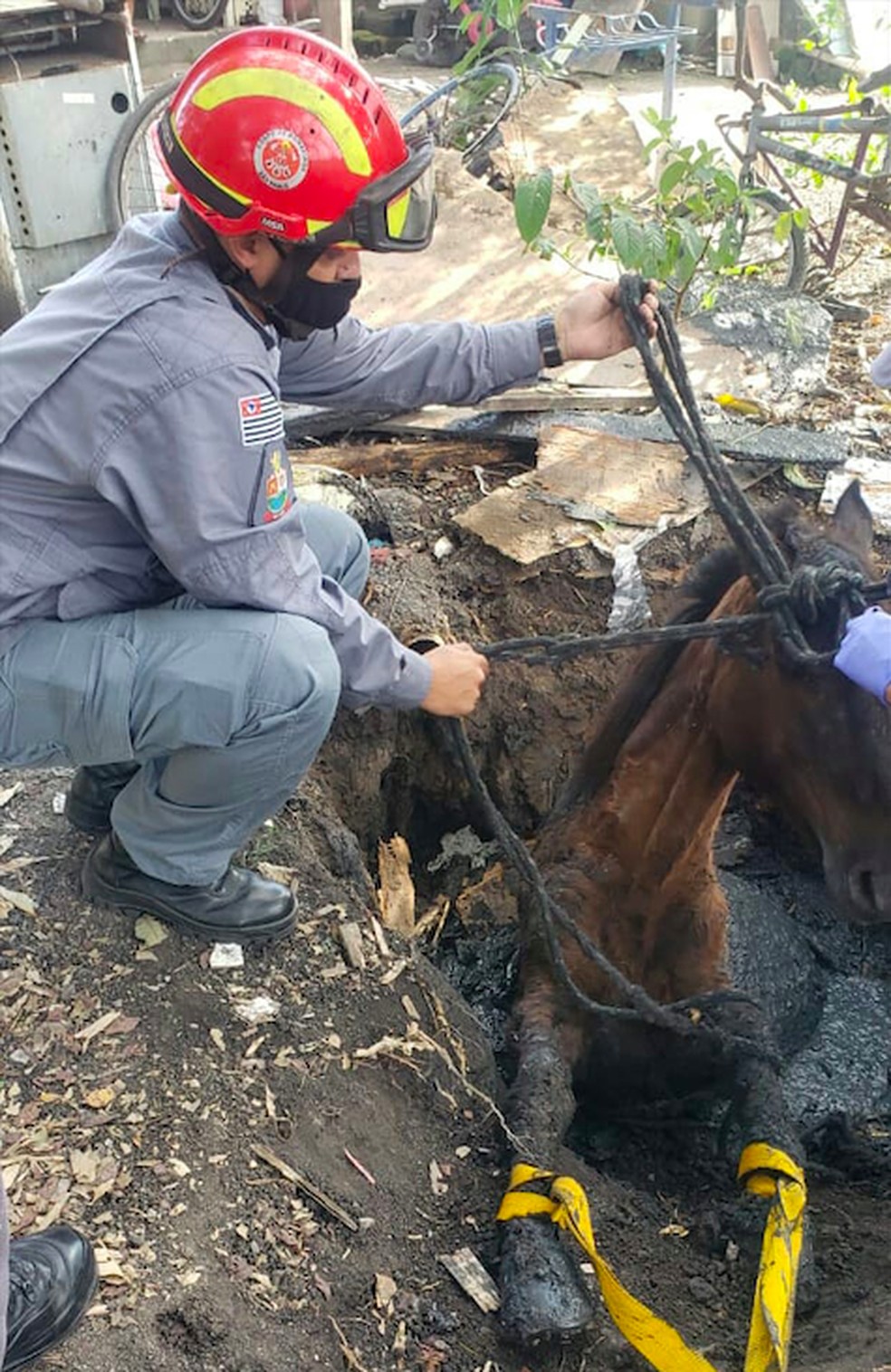 Corpo de Bombeiros resgata cavalo que caiu em uma fossa, em Tremembé — Foto: Divulgação/Corpo de Bombeiros
