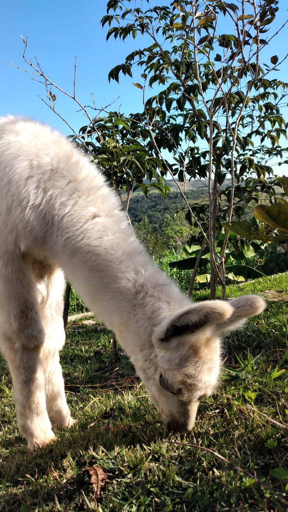 Segundo o tutor das lhamas, elas comem ração, capim e outros tipos de vegetação — Foto: Arquivo pessoal/Anderson Alves
