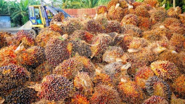 O óleo de palma responde por 35% do óleo vegetal, mas ocupa apenas 10% da terra destinado à produção do produto (Foto: CC0 via BBC)