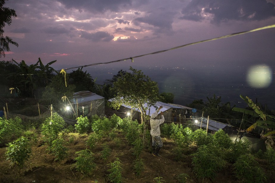 Plantação de cannabis em Corinto, na Colômbia. País legalizou a maconha medicinal em 2016 e novo presidente pretende avançar na legislação: especialistas defendem acordos regionais para promover regulamentação