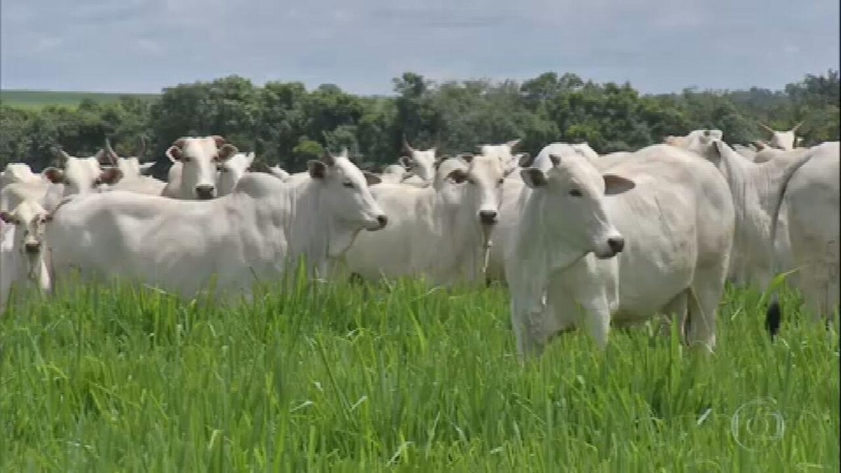 Arroba bovina está em alta em MS com baixa oferta de animais thumbnail