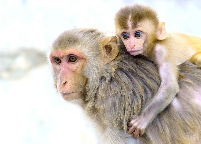 Os filhotes de macacos vivia no centro de pesquisas da UC Davis (Foto: Pixabay)