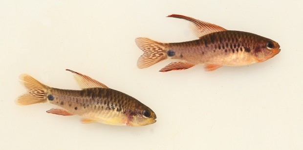 Poecilocharax callipterus fêmea e macho, respectivamente (Foto: Murilo Pestana/ Arquivo Pessoal)
