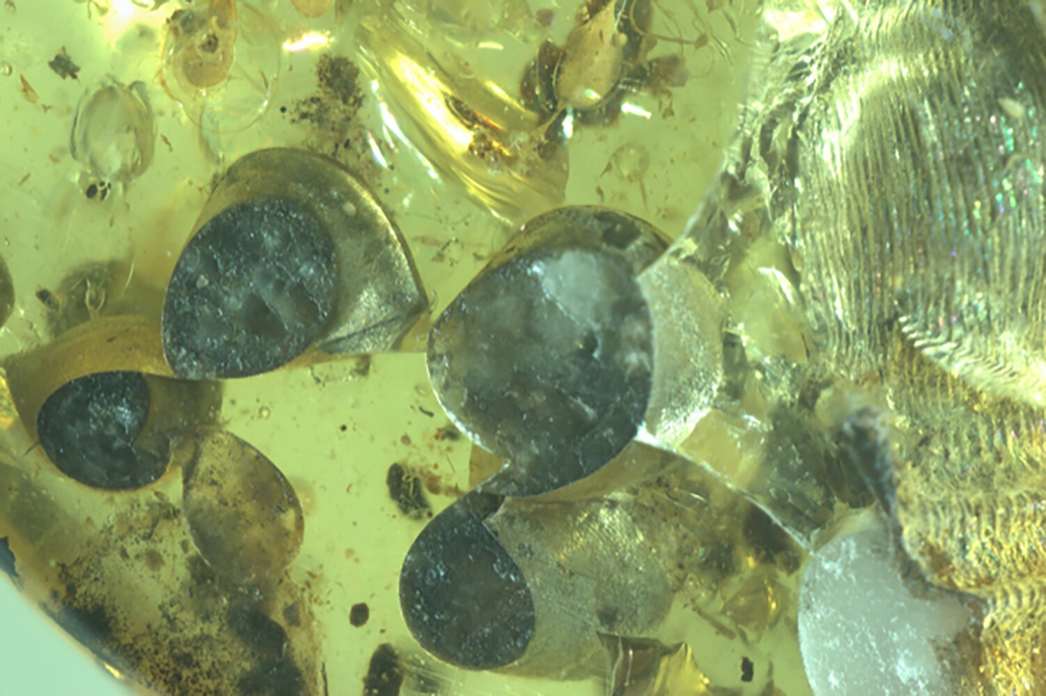 Filhotes de caracol preservados em âmbar logo após o nascimento (Foto: Tingting Yu)