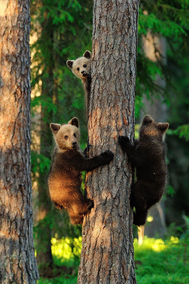 Filhotes de urso e suas mães (Foto: Graham Erik Mandre / Divulgaçã)