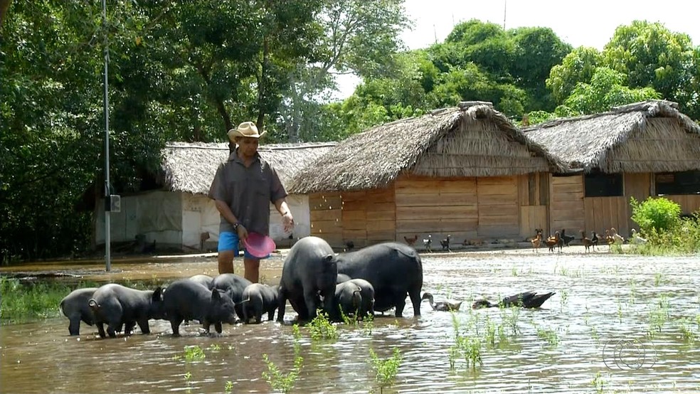 Cinco indígenas permaneceram na aldeia para cuidar dos animais (Foto: Reprodução/TV Anhanguera)