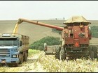 Em MG, produtividade do milho segunda safra agrada, apesar da seca