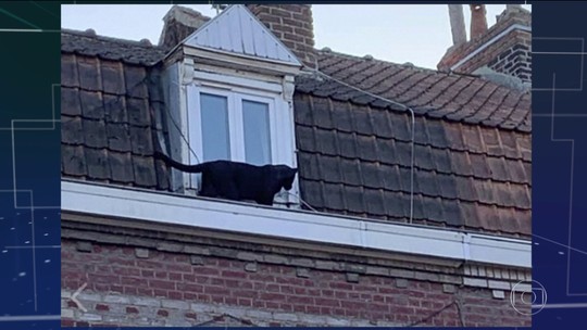 Polícia procura dono de pantera que passeava em telhado de prédio na França