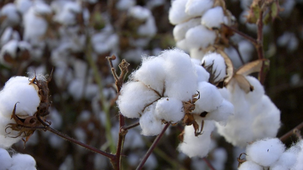 Produção do algodão diminui durante a pandemia — Foto: TV TEM
