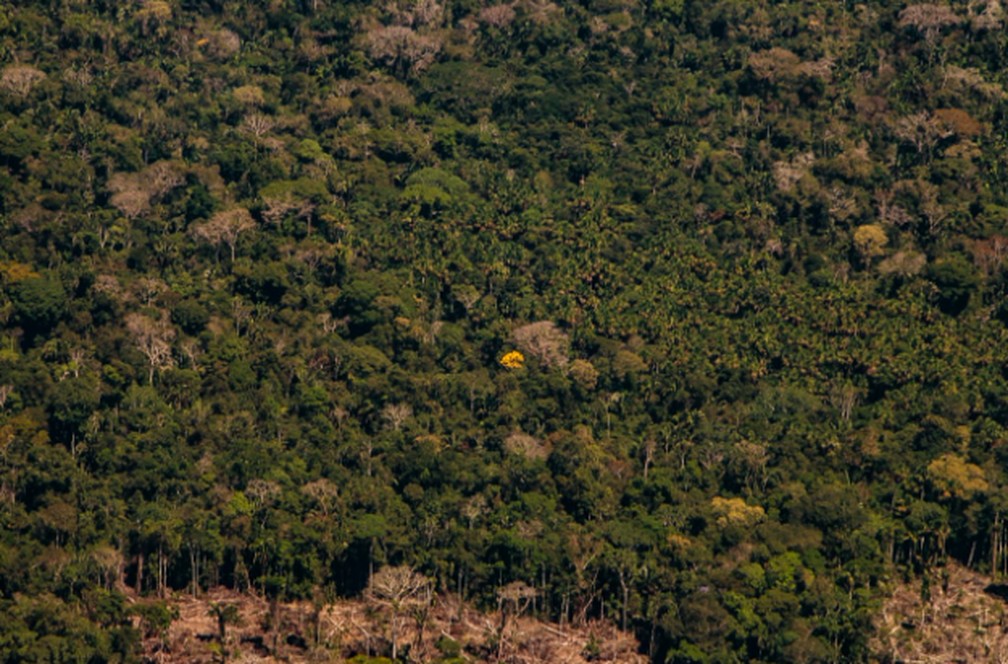 PL que regulariza exploração de florestas públicas por empresas privadas é debatido no AC — Foto: Juan Diaz/arquivo pessoal
