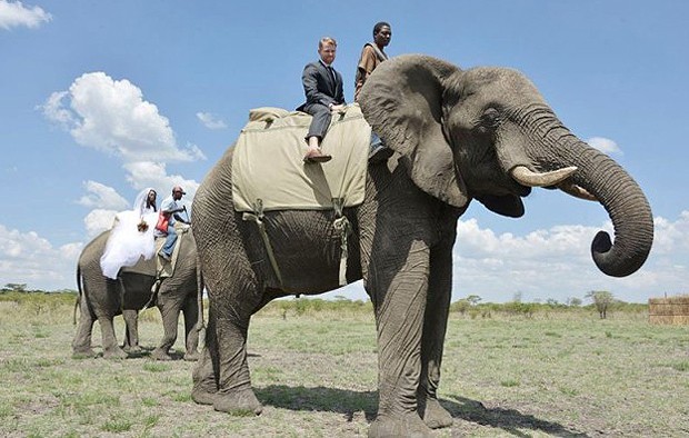 O americano Corey e a zimbabuana Lynette chegaram de elefantes a seu casamento na África (Foto: Divulgação)