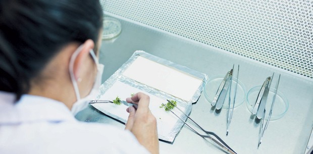 A produção dos clones do eucalipto com o DNA alterado é Manual. Os técnicos cortam pedacinhos de folhas, que serão plantadas (Foto: Claus Lehmann)