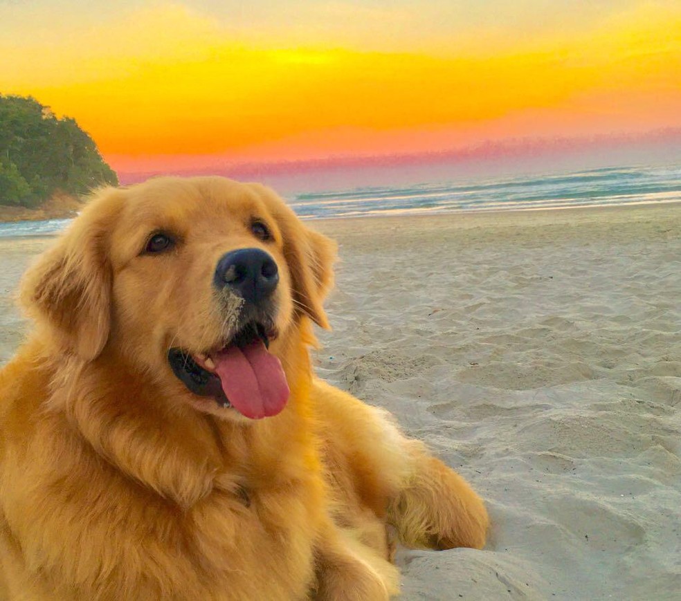 A golden retriever Mel Ã© de Sorocaba e estÃ¡ 'bombando' na internet com vÃ­deo que mostra ela buscando pÃ£o na padaria â Foto: Reinaldo Rodrigues/Arquivo Pessoal