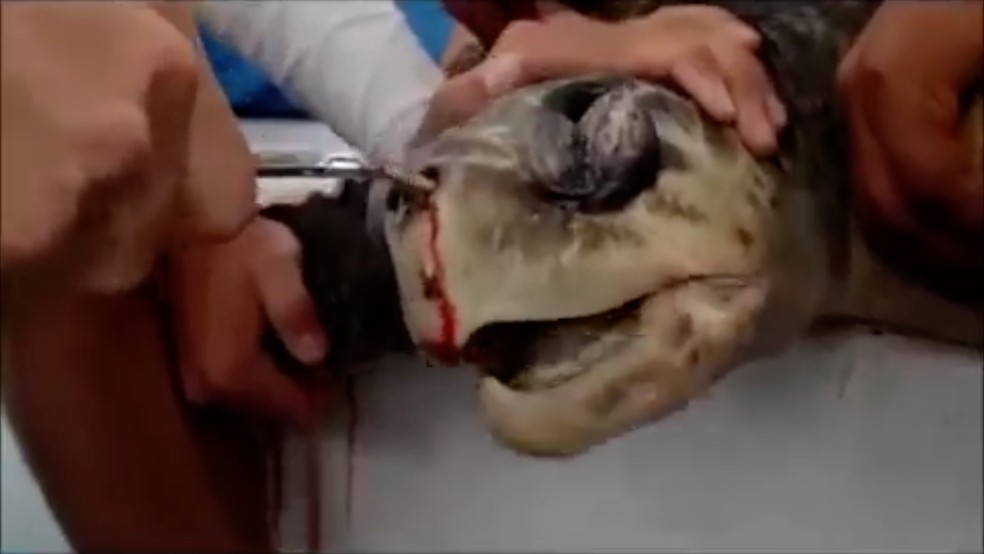 Um vídeo de biólogos retirando um canudo de dentro da narina de uma tartaruga marinha na Costa Rica talvez seja o símbolo máximo do prejuízo desse pequeno objeto para o ecossistema. (Foto: BBC)