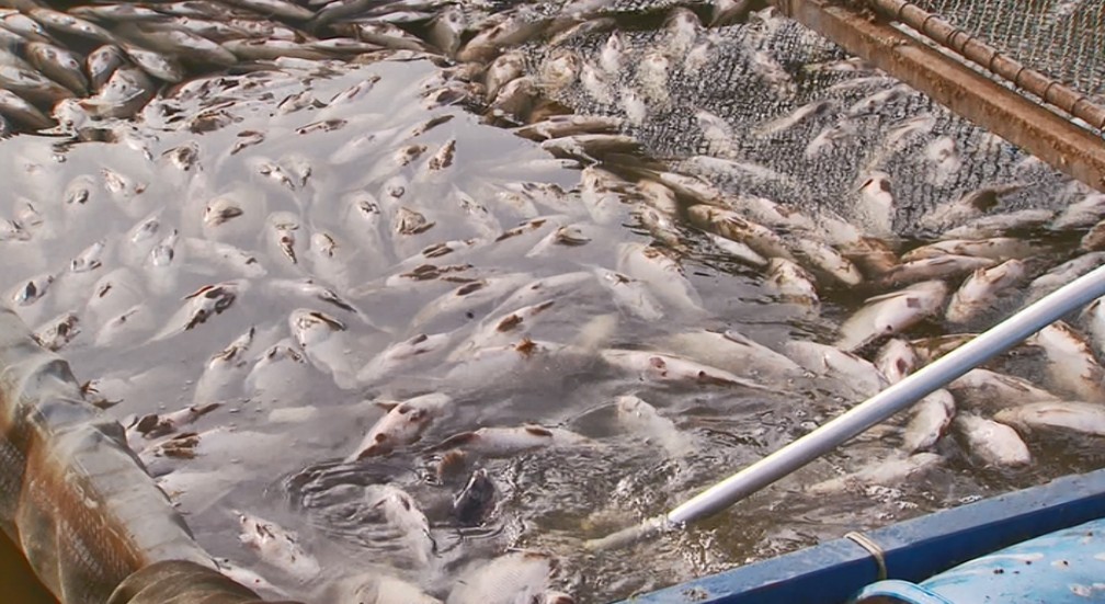 Esgoto sem tratamento pode ter causado mortandade de peixes no Lago de Furnas — Foto: Reprodução EPTV