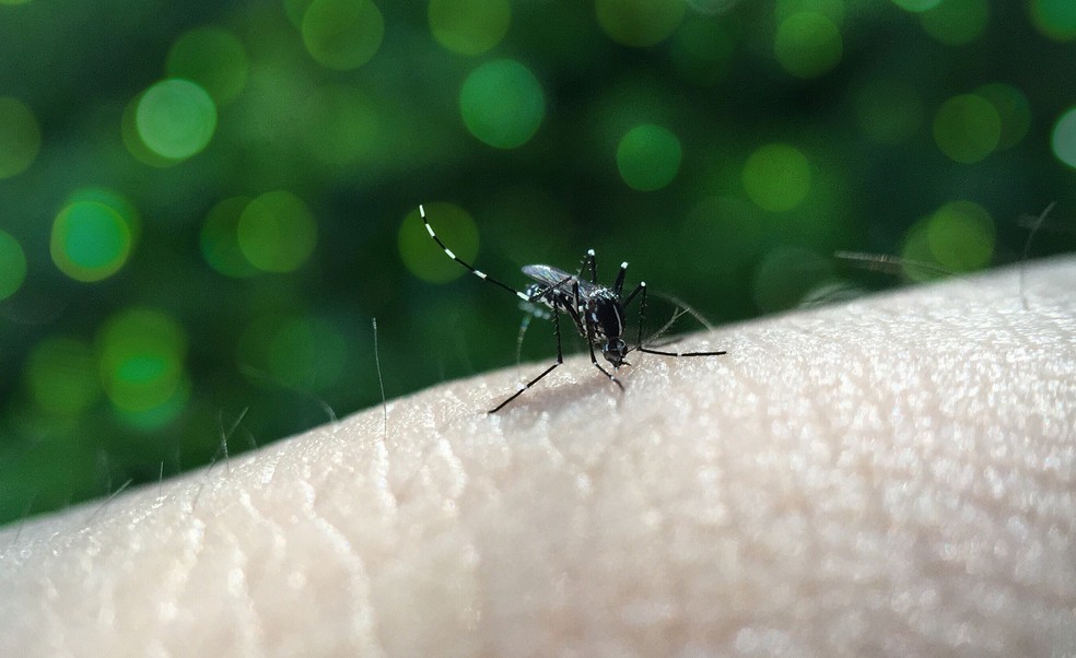 Aedes aegypti Ã© o mosquito transmissor da dengue, febre amarela, chikungunya e vÃ­rus da zika â€” Foto: Pixabay/DivulgaÃ§Ã£o