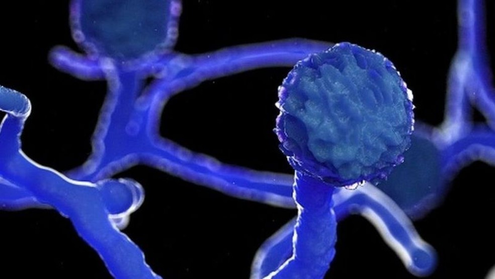 Fungo é onipresente, mas só causa problemas para pessoas com imunidade muito baixa. — Foto: Getty Images via BBC