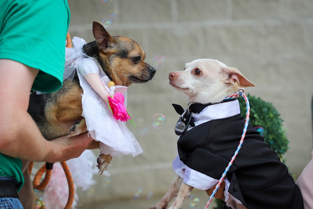  Peanut e Cashew, cãezinhos de abrigo nos EUA, se casam em cerimônia organizada por funcionários Divulgação/San Antonio Humane Society (SAHS) Foi amor à primeira vista quando Peanut e Cashew se conheceram durante seus tratamentos dentários no lar de animais San Antonio Humane Society, nos Estados Unidos. Os dois cãezinhos chihuahuas, de nove e três anos, respectivamente, foram entregues em abril à instituição por duas famílias diferentes, que não podiam cuidar deles, e acabaram encontrando um no outro um novo e poderoso laço de afeto: se tornaram inseparáveis. Para celebrar o amor da dupla, o lugar organizou, neste mês, uma cerimônia de "casamento", com direito a desfile dos "noivos" pelos corredores da instituição, música e até bolo. Uma capela em miniatura foi construída especialmente para a ocasião. Funcionários, voluntários e amigos mais próximos do casal foram convidados. O casal estava vestido com esmero para o grande dia: Cashew com vestido branco e véu e Peanut com um elegante terno preto. Os dois cachorrinhos foram colocados separadamente para adoção, mas a instituição espera que os dois sejam levados por uma mesma família. Peanut e Cashew, cãezinhos de abrigo nos EUA, se casam em cerimônia organizada por funcionários Divulgação/San Antonio Humane Society (SAHS) — Foto: Divulgação/San Antonio Humane Society (SAHS)