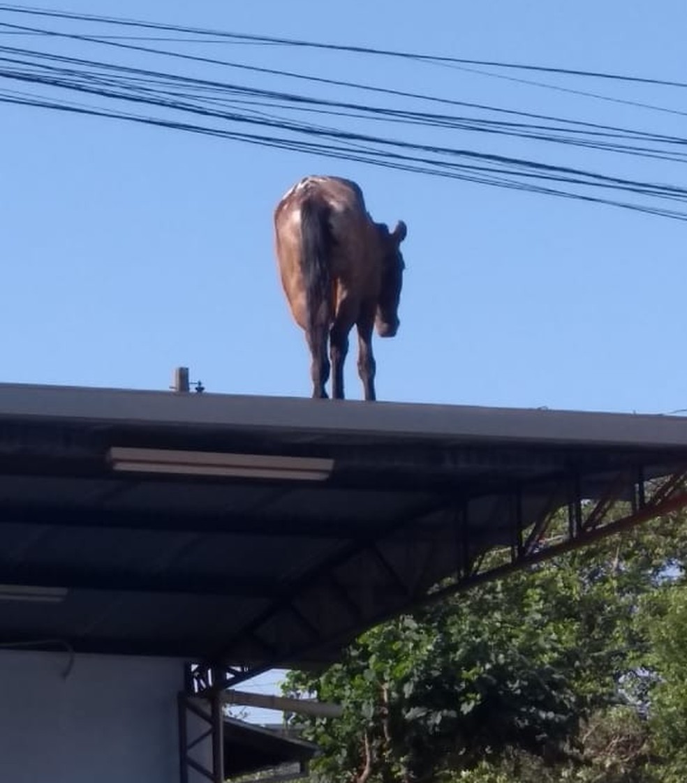 Cavalo sobe em telhado e resgate mobiliza Corpo de Bombeiros em Lins (SP) — Foto: Arquivo Pessoal/J. Serafim