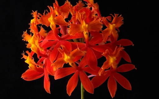 Conheça diferentes tipos de orquídeas para cultivar no jardim - Casa e  Jardim | Sergio Oyama