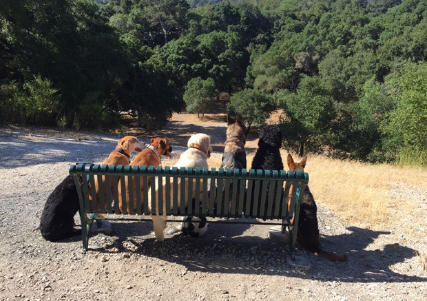 Cansados de andar, animais sentam para um novo clique (Foto: Reprodução)